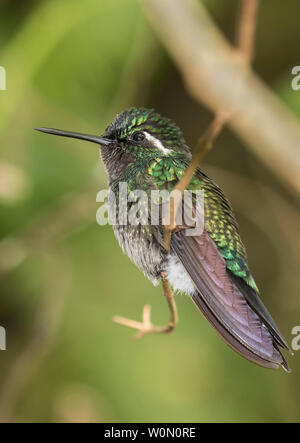 Colibri magnifique Banque D'Images