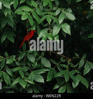 Un cardinal rouge mâle assis dans un arbre après avoir mangé. Banque D'Images