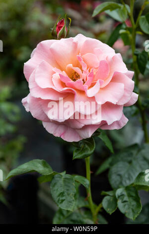 Gros plan d'une rose pâle appelée rosa Tickled Pink - une rose Floribunda, Royaume-Uni Banque D'Images