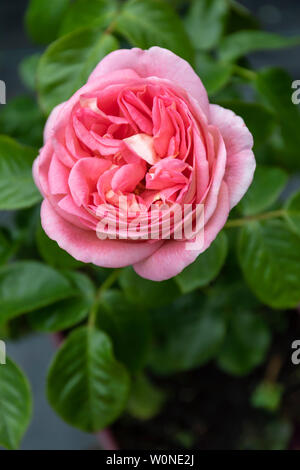 Gros plan sur une rose prink - Rosa 'Pink Martini' fleurit dans un jardin anglais, au Royaume-Uni Banque D'Images