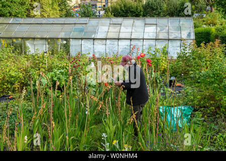 L'homme travaillant sur le jardin jardinage (allotissement urbain) avec des plantes à fleurs, arbustes fruits & grande serre - Saltaire, West Yorkshire, Angleterre, Royaume-Uni. Banque D'Images