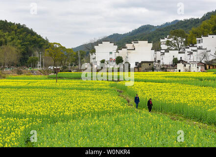 Au début du printemps, les fleurs de colza dans la région de Wuyuan County, Jiangxi Province bloom l'une après l'autre, et les fleurs de colza d'or et de l'ies maisons résidentielles de la mur rose Daiwa, formant une série de belles images rurales, qui sont magnifiques. Banque D'Images