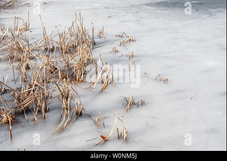 Étang gelé en hiver avec des roseaux secs brown sortant de la glace. Banque D'Images