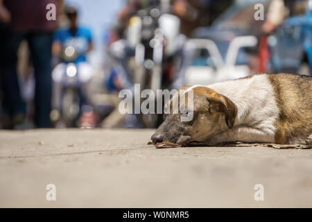 Les pauvres, sans-abri, chien dans les rues de la vieille ville de La Havane, capitale de Cuba, au cours d'une journée ensoleillée. Banque D'Images