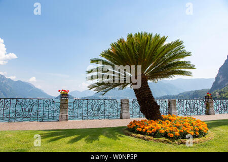 Promenade avec des fleurs orange dans la région de Park et de palmiers sur la rive, Lac de Côme, Menaggio, Lombardie, Italie du Nord, en Europe Banque D'Images