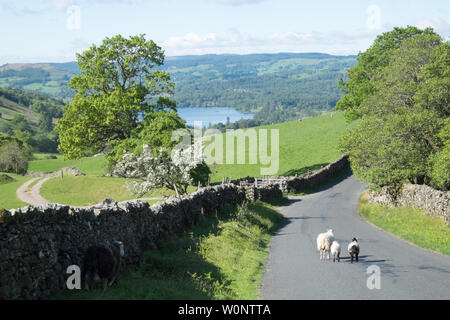 Moutons Herdwick sur l'A592,route,la lutte,et,le plus, la puce,du,Ambleside,pour,du,Penrith. De très fortes,route,avec,gradient. Banque D'Images