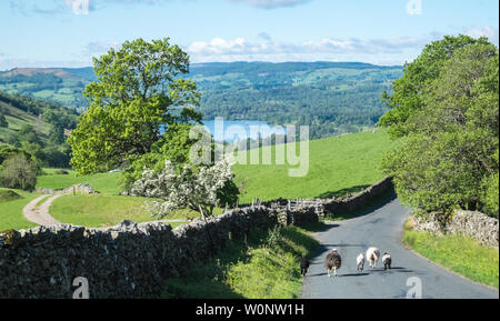 Moutons Herdwick sur l'A592,route,la lutte,et,le plus, la puce,du,Ambleside,pour,du,Penrith. De très fortes,route,avec,gradient. Banque D'Images