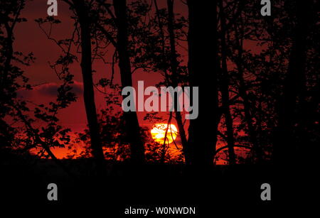 AJAXNETPHOTO. Mai, 2019. PEN SELWOOD, Angleterre. Hémisphère nord coucher de soleil vu à travers un paysage boisé GROVE DANS LE SOMERSET.PHOTO:JONATHAN EASTLAND/AJAX. REF:192405 GX8  280 Banque D'Images