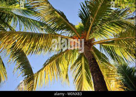 Vue du sol, près des cocotiers, des arbres, avec le soleil au coucher du soleil, jusqu'à, Florida Keys, Floride, USA Banque D'Images