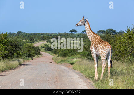 Girafe traversant la route en gravier de safari dans le parc national Kruger, Afrique du Sud ; Espèce Giraffa camelopardalis famille de Giraffidae Banque D'Images