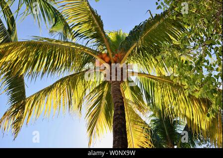 Vue du sol, près des cocotiers, des arbres, avec le soleil au coucher du soleil, jusqu'à, Florida Keys, Floride, USA Banque D'Images