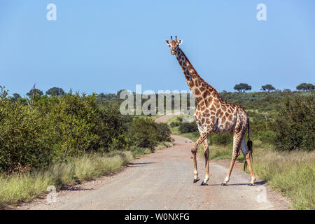 Girafe traversant la route en gravier de safari dans le parc national Kruger, Afrique du Sud ; Espèce Giraffa camelopardalis famille de Giraffidae Banque D'Images