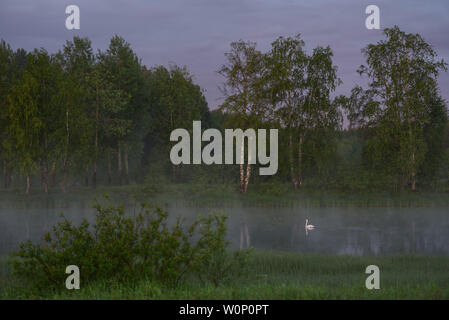 Un cygne blanc sur un lac isolé dans les rayons du soleil levant et un voile de brouillard. Banque D'Images