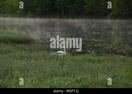 Un cygne blanc sur un lac isolé dans les rayons du soleil levant et un voile de brouillard. Banque D'Images