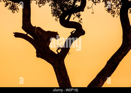 Leopard dans un arbre au coucher du soleil dans le parc national Kruger, Afrique du Sud ; espèce Panthera pardus famille des Felidae Banque D'Images