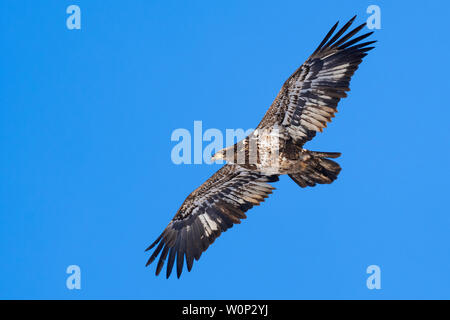 American Bald Eagle (Haliaeetus leucocephalus), sub-adultes, en Amérique du Nord, par Dominique Braud/Dembinsky Assoc Photo Banque D'Images