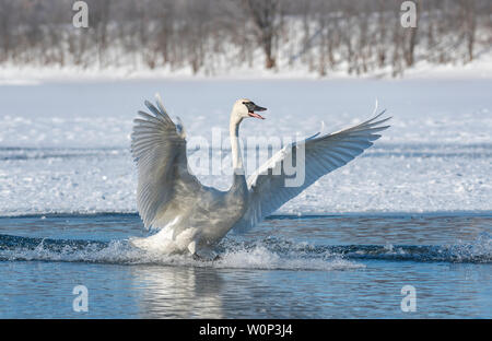 Cygne trompette (Cygnus buccinator) débarquement sur la rivière Sainte-Croix, Hudson, Wisconsin, Etats-Unis, février, par Dominique Braud/Dembinsky Assoc Photo Banque D'Images