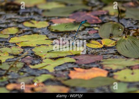 Blue Dragon Fly Banque D'Images