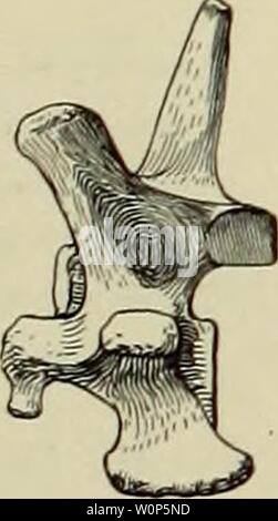 Image d'archive à partir de la page 14 de la description des nouvelles de carnivores. Description des nouveaux carnivores du Miocène de l'ouest du Nebraska descriptionofnew45pete Année : 1910 PETERSON : NOUVELLES DE CARNIVORES DE L'OUEST DU NEBRASKA MIOCÈNE 219 Mesures de la quatrième et cinquième vertèbre cervicale. C. 4 C. 5 mm. Mm. Le diamètre antéro-postérieur de centra 3130 diamètre transversal de centra, en arrière 2222 diamètre vertical de l'oentra, 1516 diamètre transversal à travers les apophyses transverses, en arrière 5559 diamètre transversal dans prezygapophyses, en arrière 4343 diamètre transversal dans postzy Banque D'Images