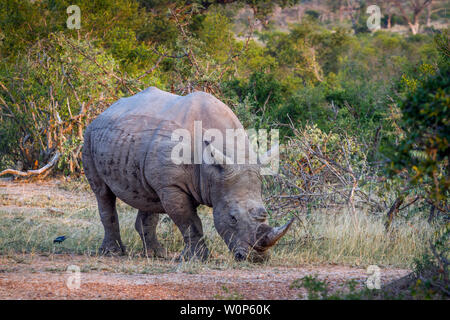 Rhinocéros blanc du sud le pâturage dans savannah dans Kruger National Park, Afrique du Sud ; Espèce Ceratotherium simum simum famille des Rhinocerotidae Banque D'Images