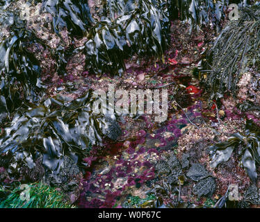 USA, Washington, Olympic National Park, marée basse révèle des oursins violets et de l'oursin rouge géant. Banque D'Images