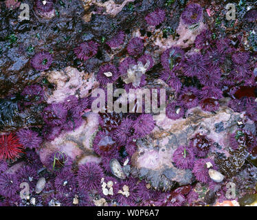 USA, Washington, Olympic National Park, marée basse révèle des oursins violets et de l'oursin rouge géant. Banque D'Images