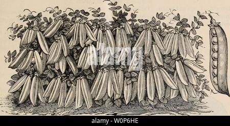 Image d'archive à partir de la page 18 du catalogue descriptif pour le jardin et. Catalogue descriptif pour le jardin et descriptivecatal ferme1890seul Année : 1890 Catalogue descriptif pour le jardin et la ferme. Les petits pois. Semer dans des exercices de quatre pouces de profondeur ; cultiver la terre et bien à deux reprises au cours de la croissance. American Wonder-nain, très prolifique et très porteurs de la meilleure saveur. Paquet, 10 cents ; livre, 20 cents. AMERICAN WONDER POIS. McLean's Little Gem-froissé vert bien connu ; pois nain, et très tôt. Paquet, 10 cents ; livre, 15 cents. Yorkshire Hero-naine blanche ; fine saveur ; strong producteur. Paquet, 10 Banque D'Images