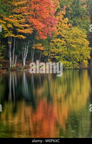 Matin d'automne réflexion de l'Hiawatha National Forest au lac Ackerman dans la Péninsule Supérieure du Michigan. Banque D'Images