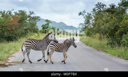 Deux plaines zebra crossing road dans le parc national Kruger, Afrique du Sud ; espèce Equus quagga burchellii famille des équidés Banque D'Images