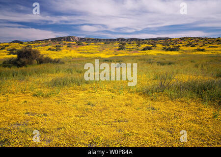 Les pluies d'hiver El Niño créer le printemps de 2019 Bloom Super avec des tapis de goldfields en fleurs à l'équipe de Carrizo Plain National Monument. Banque D'Images