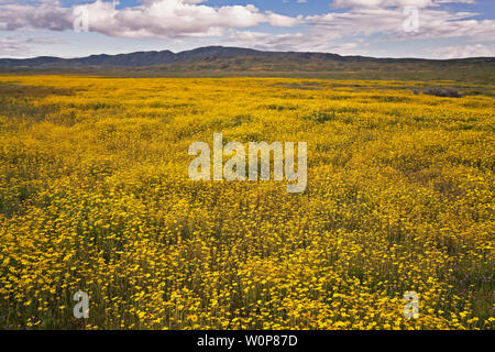 Tapis de marguerites à flanc de la Californie Carrizo Plain National Monument au cours du printemps de 2019 Super Bloom. Banque D'Images