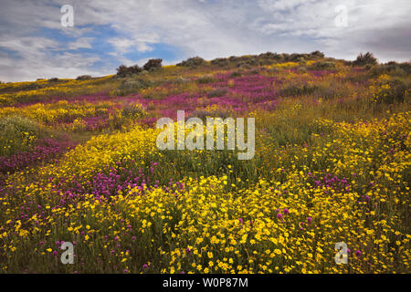 Tapis de marguerites à flanc de la Californie Carrizo Plain National Monument au cours du printemps de 2019 Super Bloom. Banque D'Images