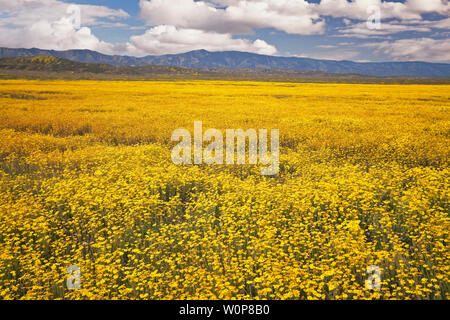 Tapis de marguerites à flanc de la Californie Carrizo Plain National Monument au cours du printemps de 2019 Super Bloom. Banque D'Images