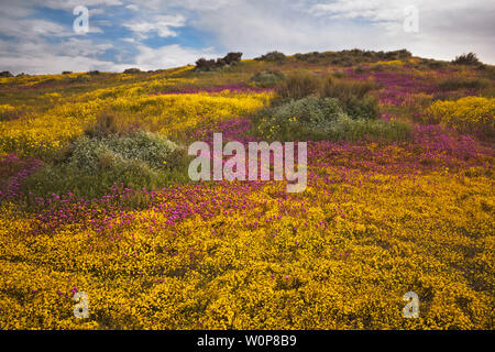 Tapis de marguerites à flanc de la Californie Carrizo Plain National Monument au cours du printemps de 2019 Super Bloom. Banque D'Images