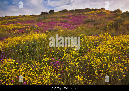 Tapis de marguerites à flanc de la Californie Carrizo Plain National Monument au cours du printemps de 2019 Super Bloom. Banque D'Images