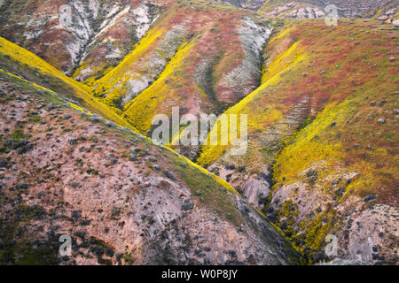 Tapis de marguerites à flanc de la Californie Carrizo Plain National Monument au cours du printemps de 2019 Super Bloom. Banque D'Images