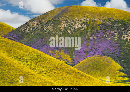 Tapis de marguerites à flanc de la Californie Carrizo Plain National Monument au cours du printemps de 2019 Super Bloom. Banque D'Images