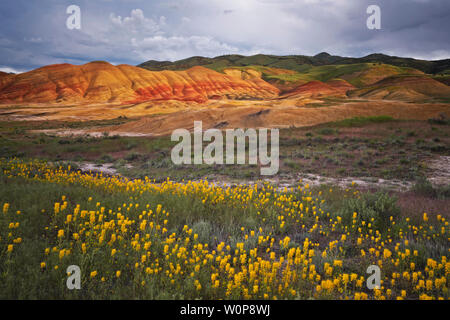 Un super rare fleur de printemps fleurs et abeilles chaenactis sur les pentes de la collines peintes dans le centre de l'Oregon's John Day Fossil jumeaux National Monument. Banque D'Images