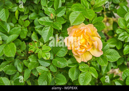 Seul le jaune ou jaune et rose de couleur pêche en pleine floraison sur fond de feuilles vertes Banque D'Images