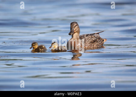 Une mère Canard colvert Anas platyrhynchos nager avec ses deux canetons au printemps Banque D'Images