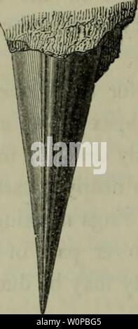 Image d'archive à partir de la page 37 de la description des ossements fossiles. Description des restes fossiles de mollusques trouvés dans la craie de l'Angleterre. Descriptionoffos Cephalopoda00shar Année : 1853 rOSSIL MOLLUSCA OF CHALK. Le spécimen qu'ils représentent a été trouvé dans la craie près de Little Rock, et est dans le cabinet de M. S. H. Beckles. Fig. b montre la partie supérieure d'un côté de )sm& phragmacone apparemment complet ; la partie supérieure de lignes transversales sont trop sinueux pour représenter les bords de la septa, qui, si nous les connaissons, sont presque à l'horizontale. Peut-être, la partie inférieure des lignes horizontales parallèles et près de Banque D'Images