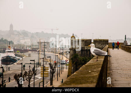 Une mouette debout sur le mur de la ville de Saint-Malo et le port Banque D'Images