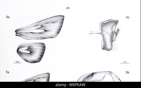 Image d'archive à partir de la page 50 de la description d'un nouveau. La description d'un nouveau genre et vingt-trois nouvelles espèces d'Metarbelidae Cossoidea) (Lepidoptera : à partir de la plaine les forêts tropicales humides de la région de l'Guineo-Congolian avec notes sur les habitats et la biogéographie / Ingo Lehmannn descriptionofnew00ingo Année : 2011 Banque D'Images