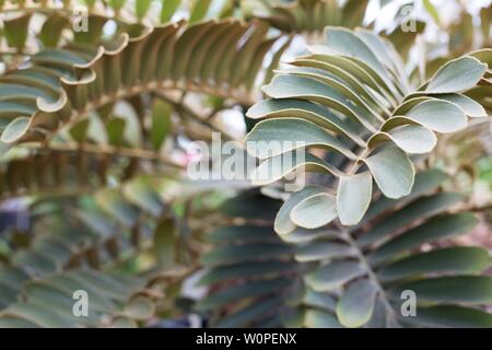 Zamia furfuracea - palm en carton. Banque D'Images