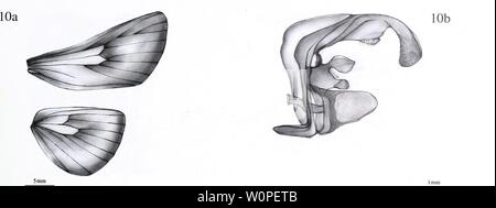 Image d'archive à partir de la page 52 de la description d'une nouvelle. La description d'un nouveau genre et vingt-trois nouvelles espèces d'Metarbelidae Cossoidea) (Lepidoptera : à partir de la plaine les forêts tropicales humides de la région de l'Guineo-Congolian avec notes sur les habitats et la biogéographie / Ingo Lehmannn descriptionofnew00ingo Année : 2011 51 Banque D'Images