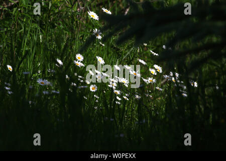 Marguerites floraison dans la forêt prairie Banque D'Images