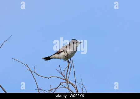 Tyran tritri (Tyrannus tyrannus) assis sur une branche d'un buisson Banque D'Images