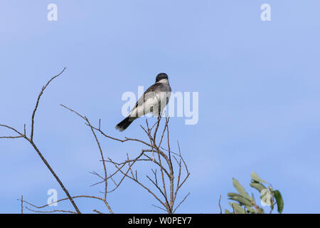 Tyran tritri (Tyrannus tyrannus) assis sur une branche d'un buisson Banque D'Images