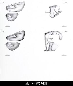 Image d'archive à partir de la page 58 de la description d'une nouvelle. La description d'un nouveau genre et vingt-trois nouvelles espèces d'Metarbelidae Cossoidea) (Lepidoptera : à partir de la plaine les forêts tropicales humides de la région de l'Guineo-Congolian avec notes sur les habitats et la biogéographie / Ingo Lehmannn descriptionofnew00ingo Année : 2011 57 Figure 28a. De la nervation : Haberlandia rabiusi spec, nov., femme, holotype. 29a. Haberlandia hulstaerti spec, nov., homme, holotype. La figure 28b. Haberlandia rabiusi des organes génitaux : spec, nov., femme, holotype. 29b. Haberlandia hulstaerti spec, nov., homme, holotype. Banque D'Images