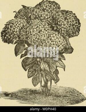 Image d'archive à partir de la page 64 du catalogue descriptif des fruits et. Catalogue descriptif des fruits et des arbres d'ornement, plantes grimpantes, arbustes, roses etc. cultivée et à la vente à la Syracuse forestières descriptivecatal00syra année : 63 l'hydrangea. - Panicule grande fleur (Paniculata grandiflora)-Un magnifique arbuste vivace de croissance vigoureuse ; fleurs blanches en grandes panicules pyramidales parfois un pied de long, qui changent au rose et enfin à violet. Fleurit en août et septembre, alors que très peu d'arbustes sont en fleurs. L'un des plus beaux arbustes à fleurs. Pas de pelouse est complet sans elle. 50 cts. Hydrangka Banque D'Images